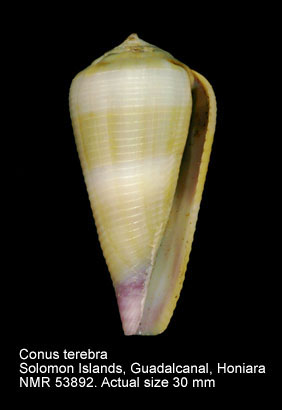 Conus terebra.jpg - Conus terebraBorn,1778